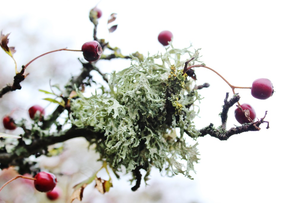 Lichen and Berries by motherjane