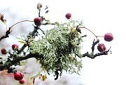 20th Oct 2014 - Lichen and Berries