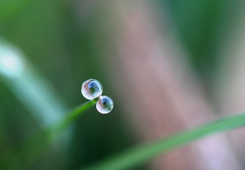 Dew Drops by sarahlh