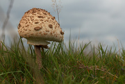 20th Oct 2014 - Mushroom in the Grass