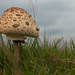 Mushroom in the Grass by leonbuys83