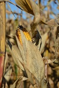 19th Oct 2014 - corn