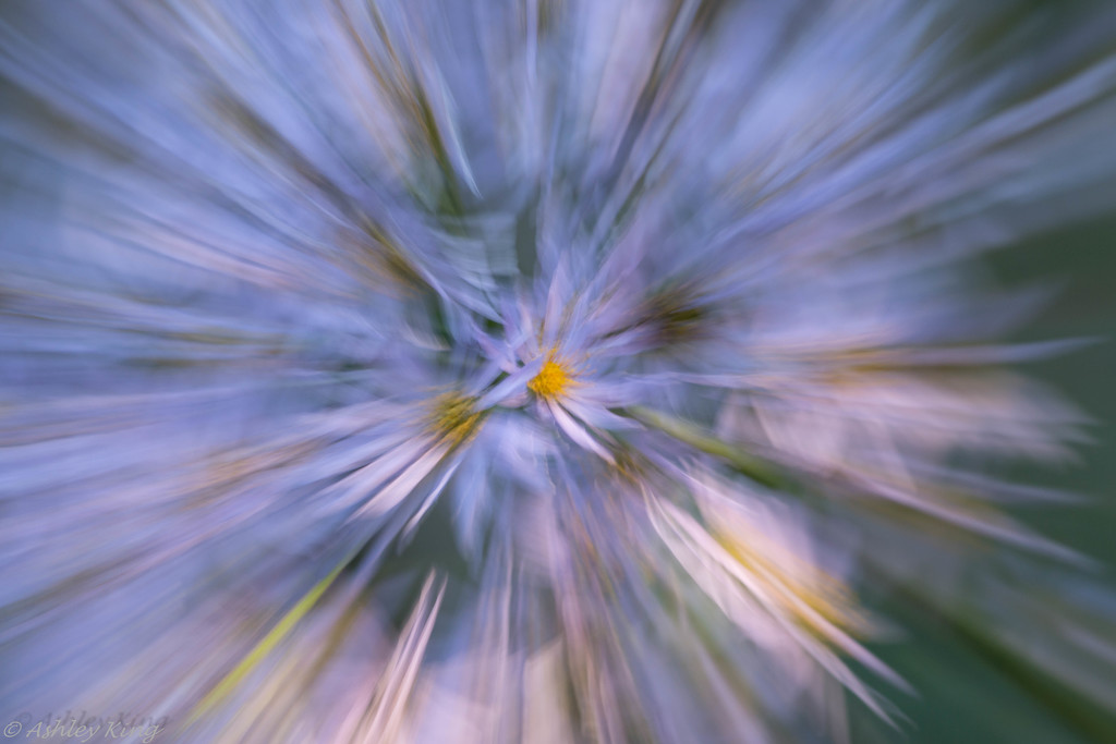 Aster Blur by shesnapped