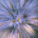 Aster Blur by shesnapped