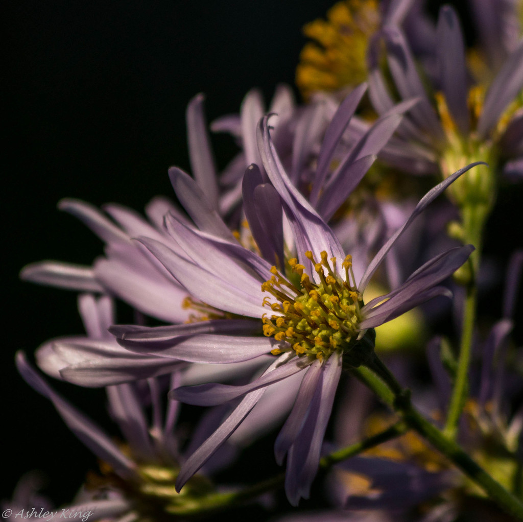 Asters playing nice, nice by shesnapped
