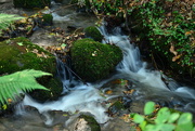 20th Oct 2014 - Ferns moss and water
