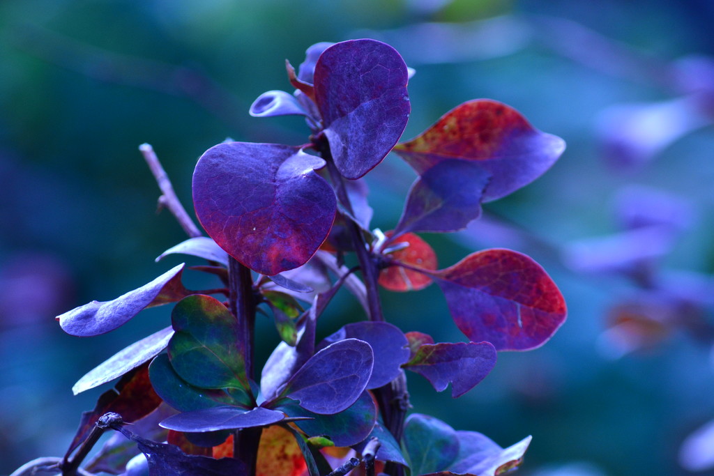 Leaves of blue by ziggy77