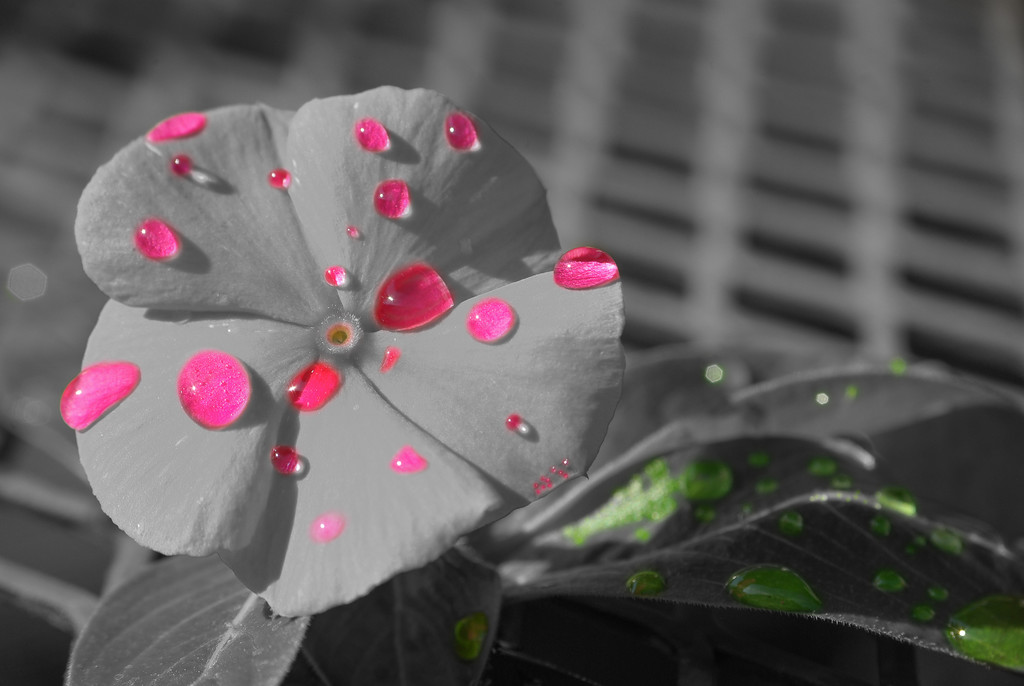 (Day 249) - Pink and Green Droplets by cjphoto