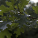 Oak Leaves by houser934