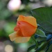 Lovely Rose by mariaostrowski