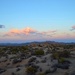 Joshua Tree at Sunset by mariaostrowski