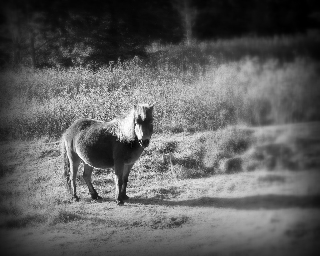 Pony at Wilburn Ridge by calm