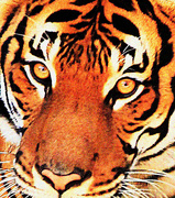 6th Oct 2014 - Tiger Eyes