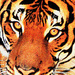 Tiger Eyes by hondo
