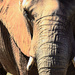 Elephant Head by hondo