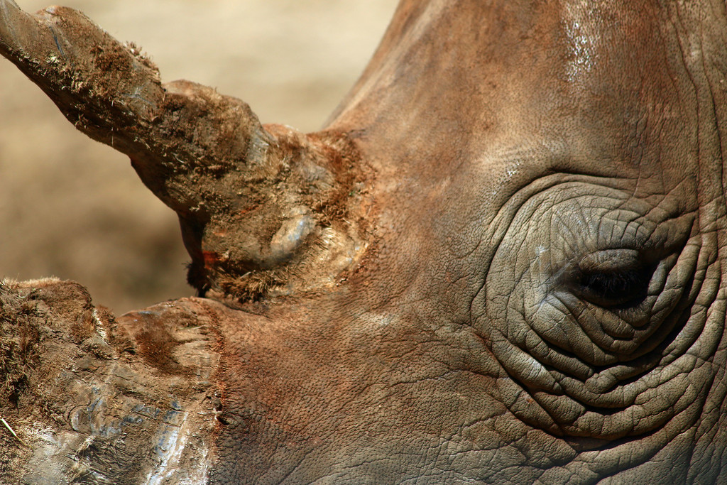 Rhino Tusk by hondo