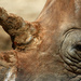 Rhino Tusk by hondo