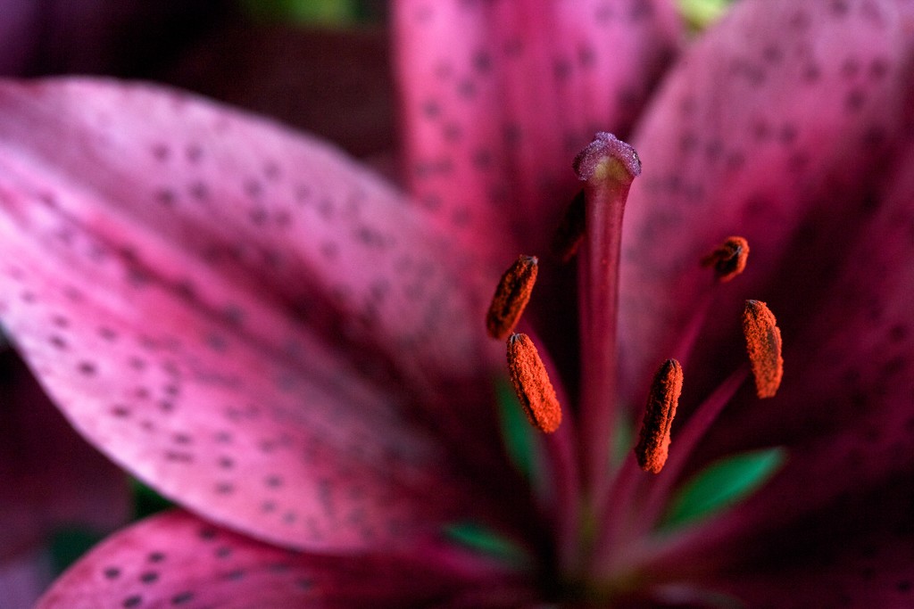 Lovely Lily by tina_mac