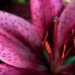 Lovely Lily by tina_mac