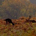 Red Deer by shepherdmanswife