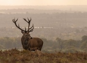 21st Oct 2014 - Red Deer Stag