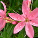 pink in the garden by quietpurplehaze