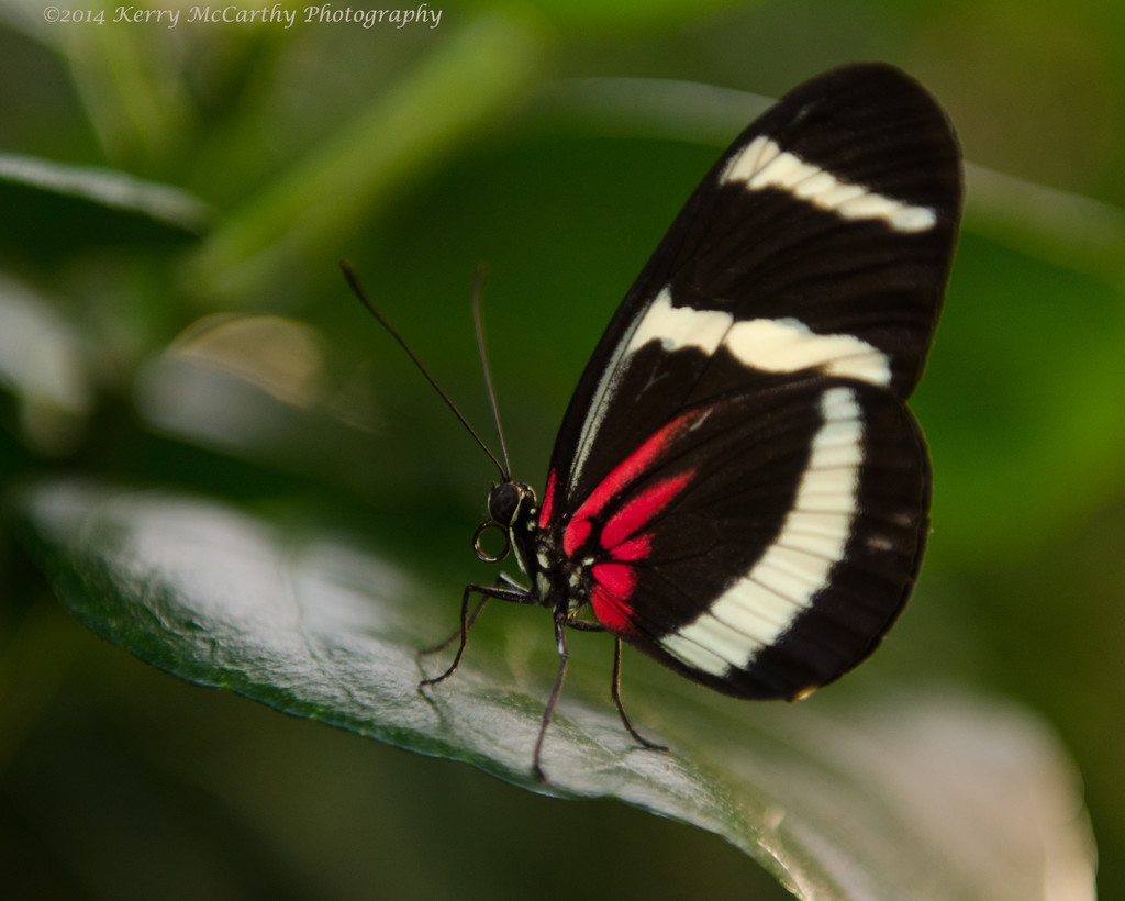 A trip to the butterfly museum by mccarth1