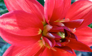 26th Sep 2014 - Red Flower in Roxanne's Yard