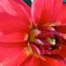 Red Flower in Roxanne's Yard by houser934