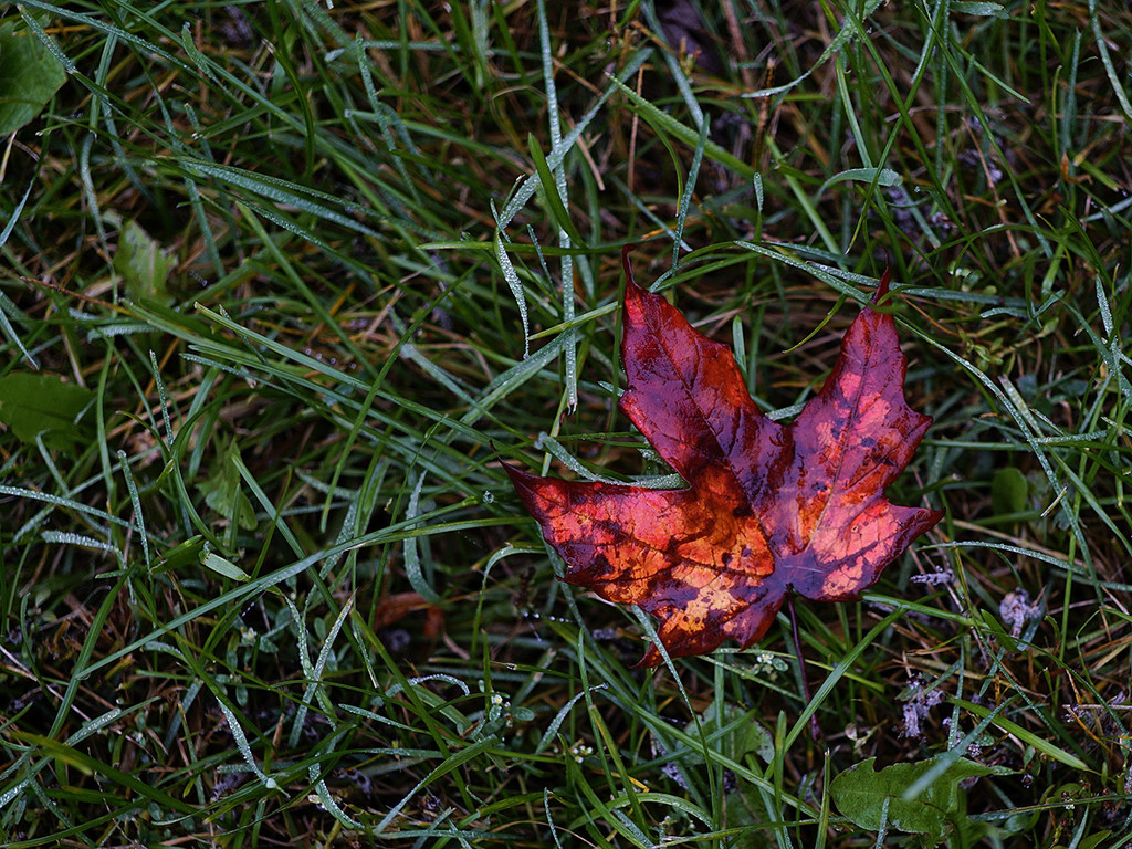 _Canadian Autumn by gardencat