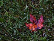 19th Oct 2014 - _Canadian Autumn