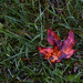 _Canadian Autumn by gardencat