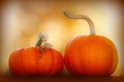 21st Oct 2014 - What Kind of Romances Do Pumpkins Have? Mushy!