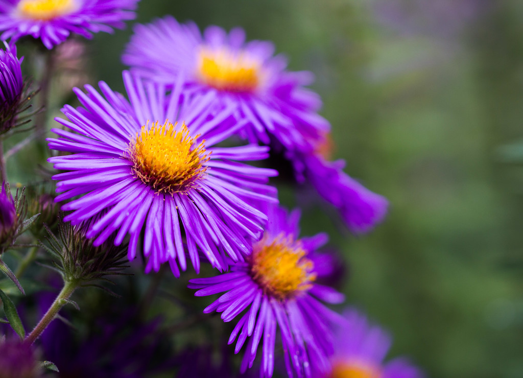 asters by aecasey