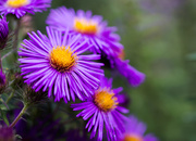 20th Oct 2014 - asters