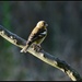 Female chaffinch by rosiekind
