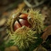 chestnut by callymazoo