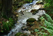 21st Oct 2014 - 'The Dingle - A stream runs through it'