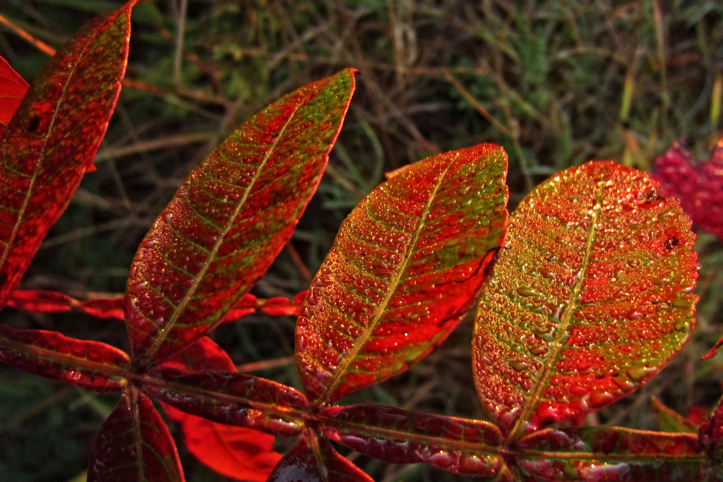Dewy Red Leaves by milaniet