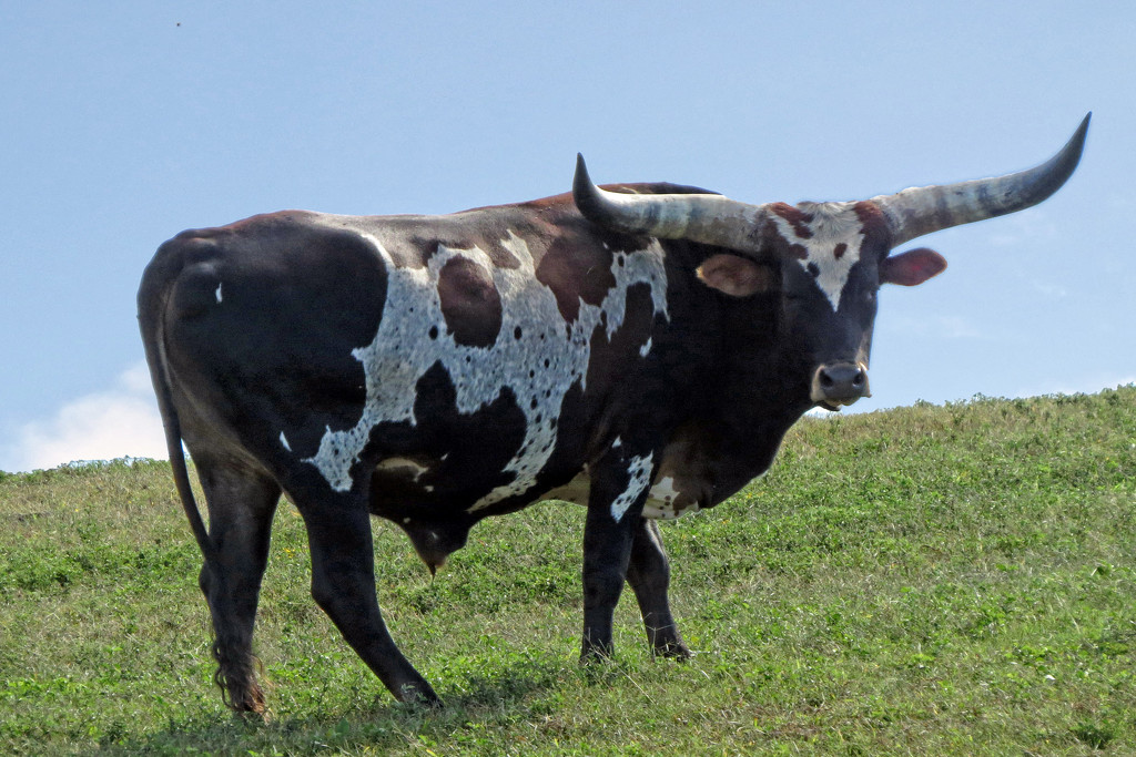 Scavenger Hunt - cow by milaniet