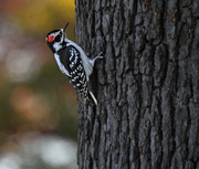 21st Oct 2014 - Woodpecker