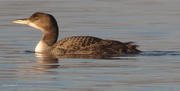 22nd Oct 2014 - Common Loon  