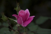 29th Sep 2014 - The Last Rose