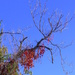 October 21: Red Vine by daisymiller