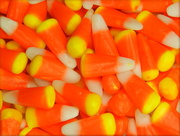 21st Oct 2014 - Harvesting Candy Corn
