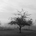 A Touch Of Fog by digitalrn
