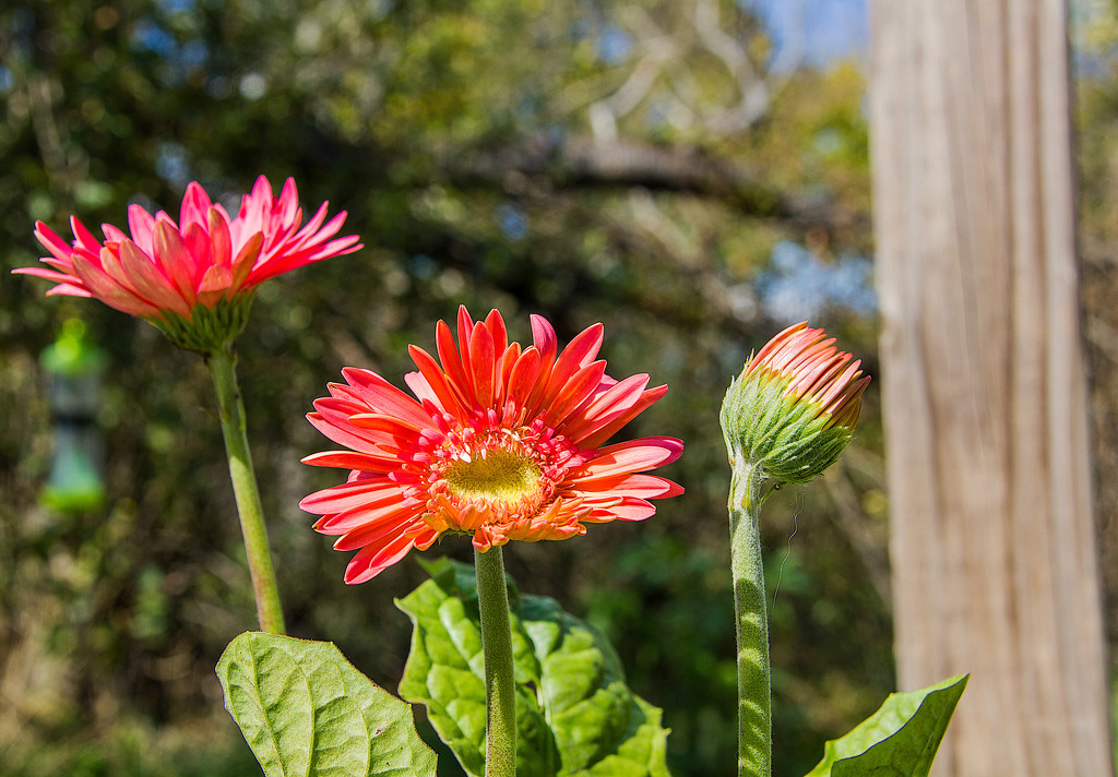 Gerbera Daisies by randystreat