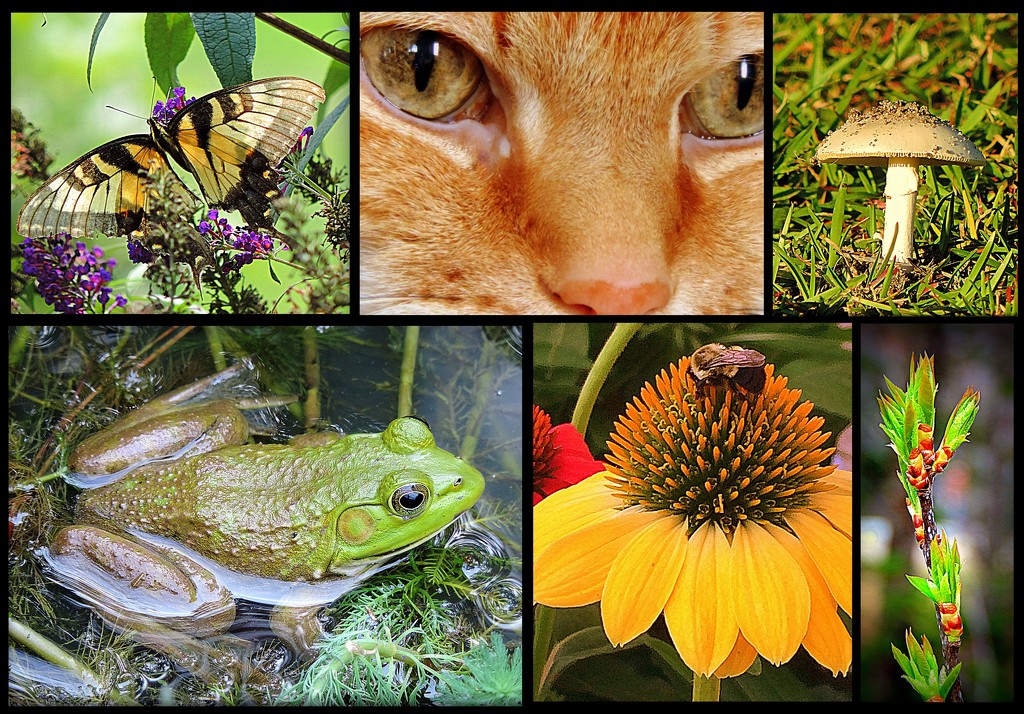 Up close with plants and animals! by homeschoolmom