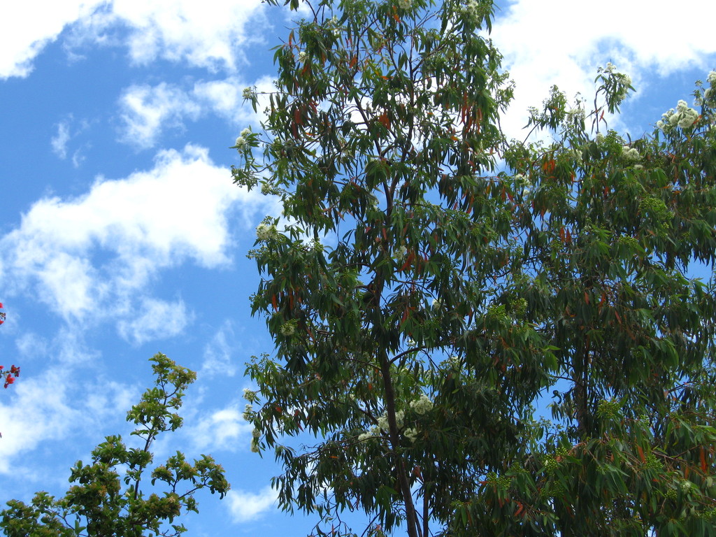 Blue Skies, Green Trees, Loud Birds by mozette