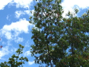 22nd Oct 2014 - Blue Skies, Green Trees, Loud Birds